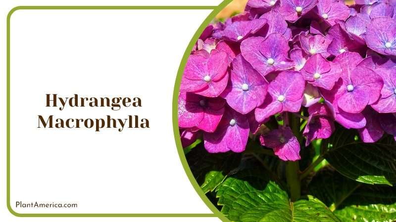 Hydrangea Macrophylla Bush Plant America