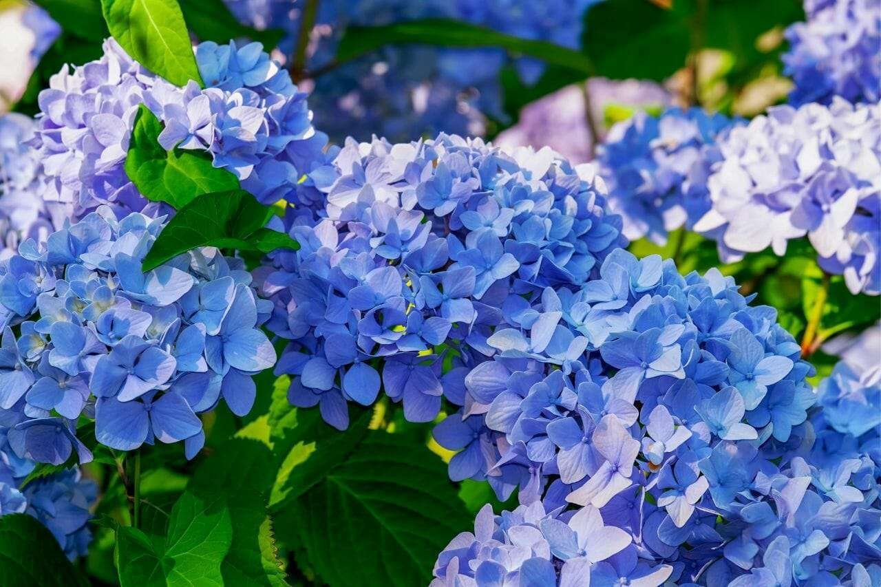 Hydrangea Plant America 1