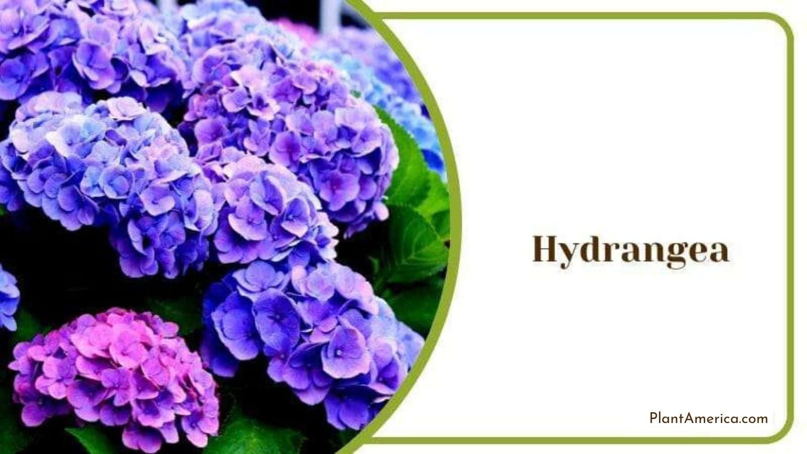 Hydrangea Purple Flowers Plant America