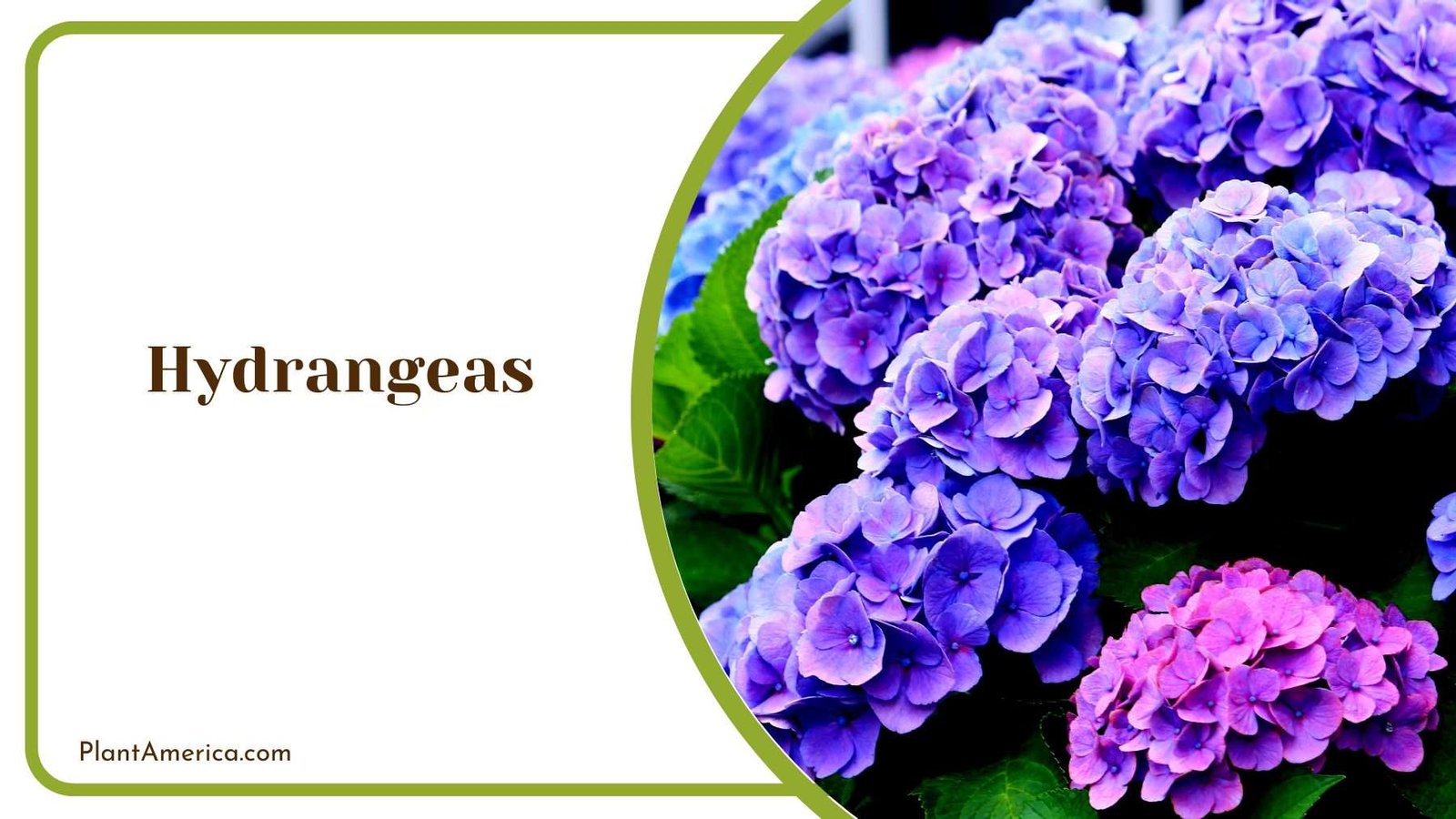 Hydrangeas Blooms Plant America
