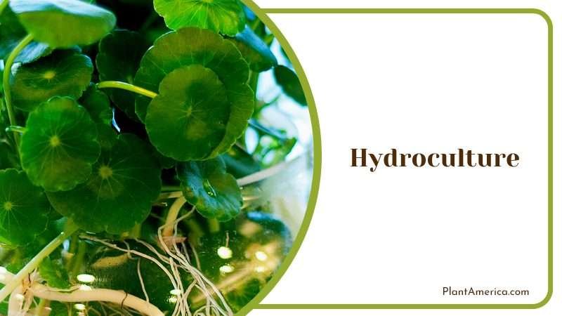 Hydroculture for Optimal Plant Growth PlantAmerica