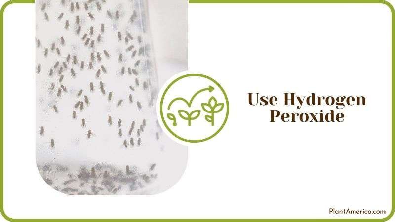 Hydrogen Peroxide for Fruit Flies Plant America Hydrogen Peroxide for Fruit Flies Plant America
