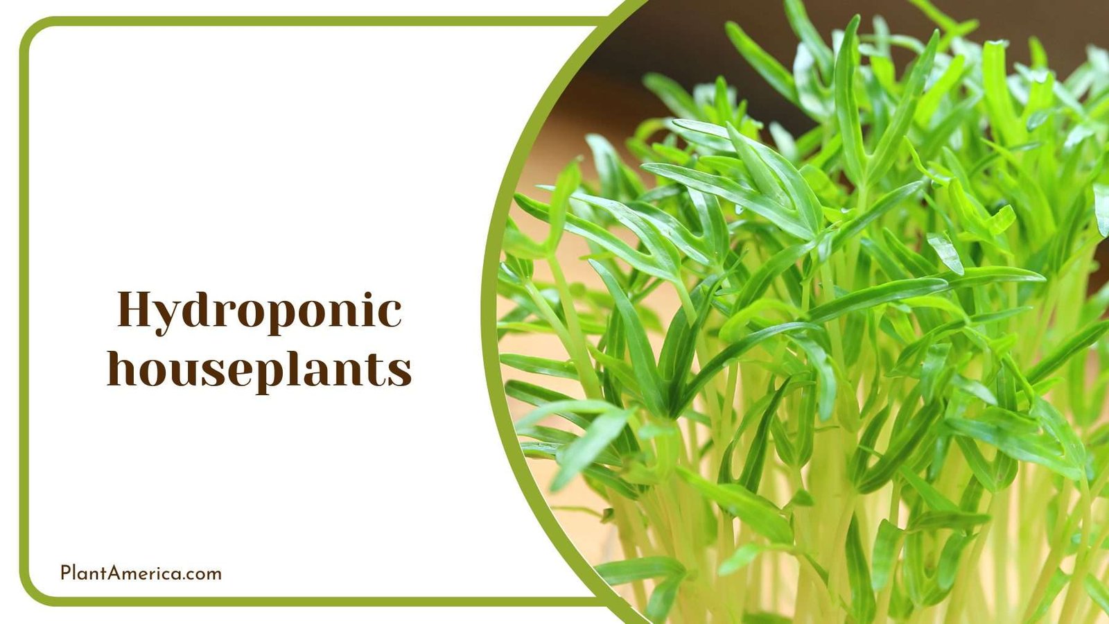 Hydroponic Houseplants Plant America