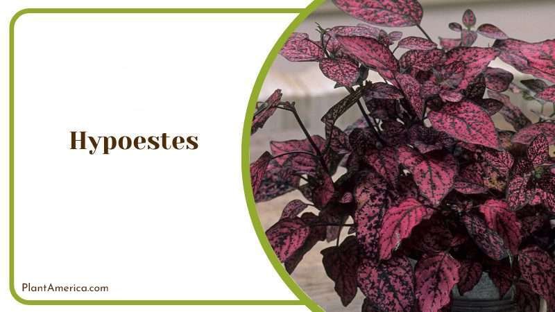 Hypoestes Plants Plant America Hypoestes Plants Plant America