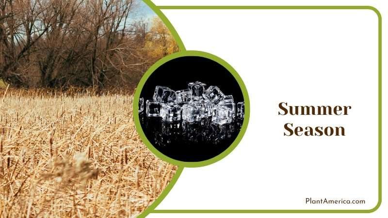 Ice Cube on Summer Plant America