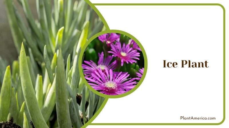 Ice Plant Plant America 1