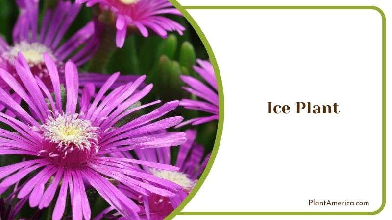 Ice Plant Plant America