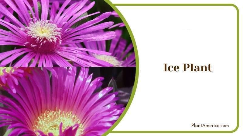 Ice Plant PlantAmerica 1 Ice Plant PlantAmerica 1