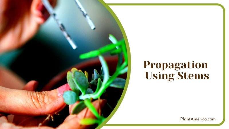 Ice Plant Propagation of Stem Plant America 1