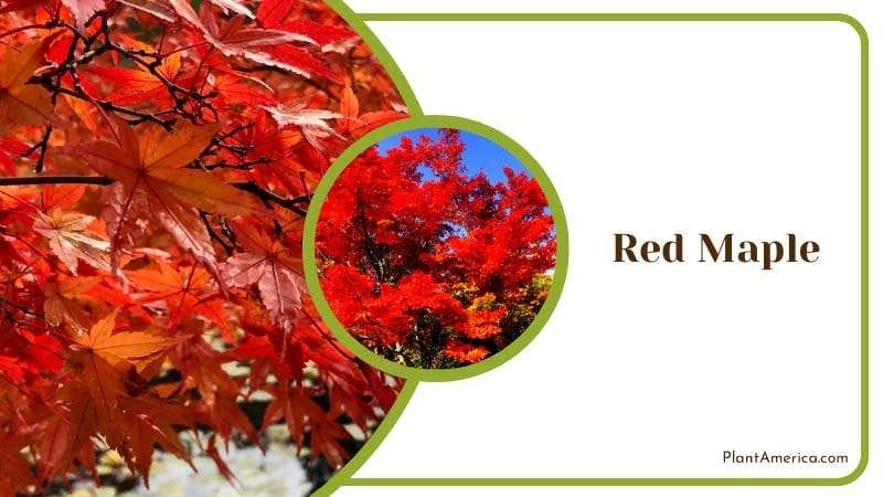 Iconic Beauty of Red Maple Plant America