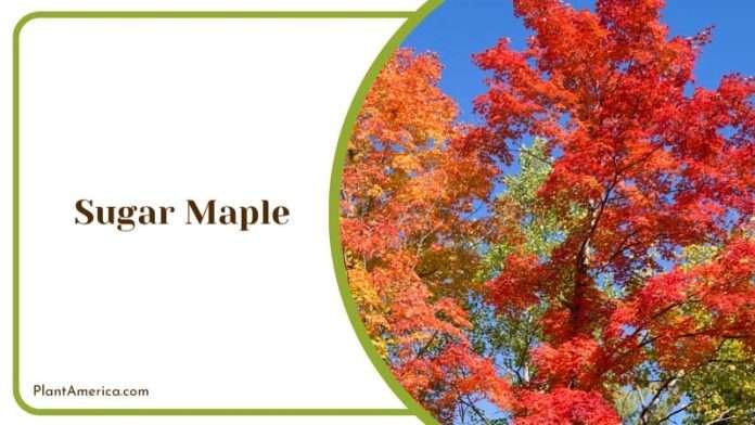 7 Types of Trees in Michigan for a Great Lakes Native Garden - Plant ...