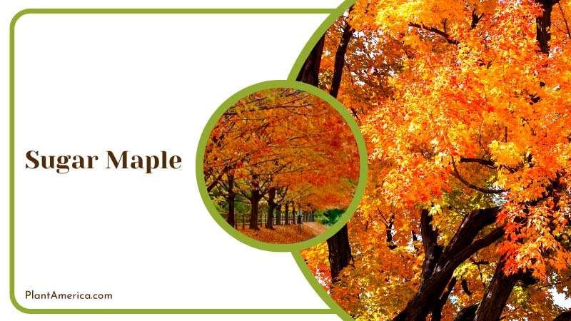 Iconic Sugar Maple Tree Plant America