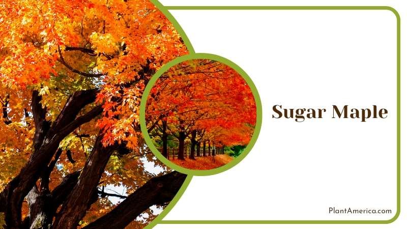Iconic Sugar Maple Trees Plant America