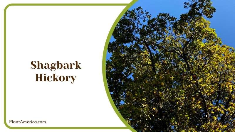 Iconic Tree for Forest and Backyard PlantAmerica