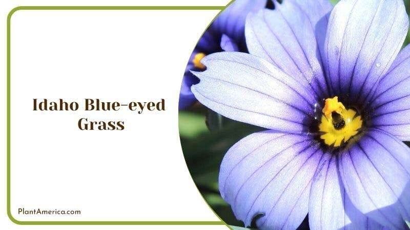 Idaho Blue eyed Grass Plant America