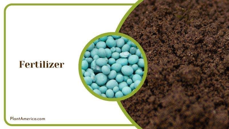 Muhamed Focus on details Image Fertilizer