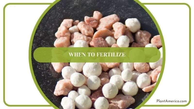 Ideal Fertilizer for Peperomia Plant Plant America