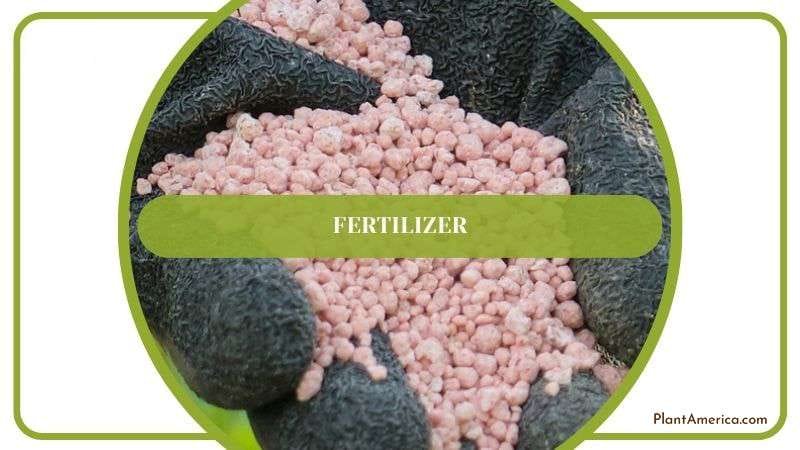 Ideal Fertilizer for Philodendron Billietiae Plant America Ideal Fertilizer for Philodendron Billietiae Plant America