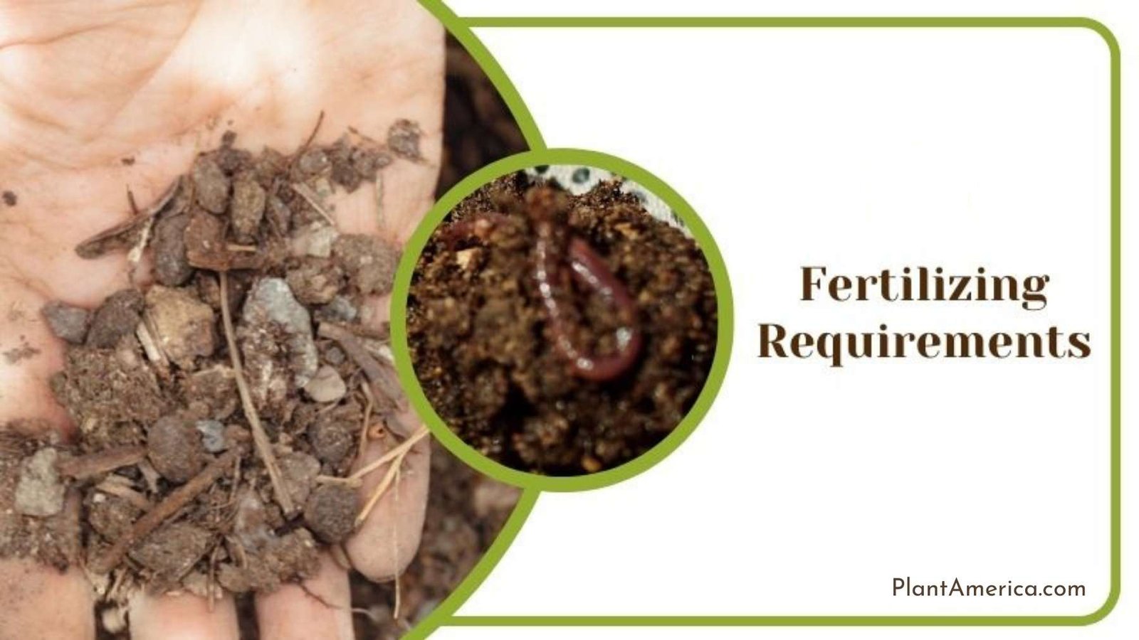 Ideal Fertilizer for Thai Constellation Monstera ~ Plant America