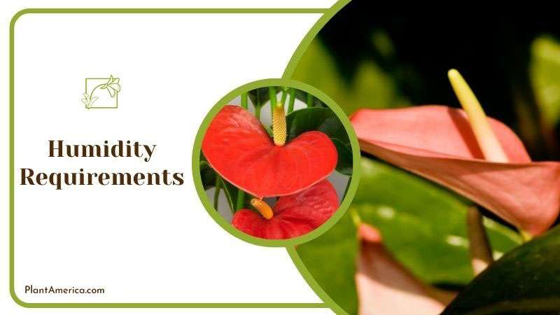 Content Images List Post Admirable Fireburst Anthurium for Ind Content Images List Post Admirable Fireburst Anthurium for Ind