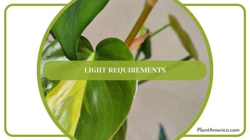 Ideal Light for Philodendron Cream Splash PlantAmerica Ideal Light for Philodendron Cream Splash PlantAmerica