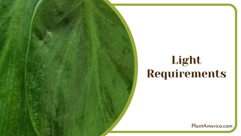 Ideal Light for Philodendron Silver Stripe Plant America