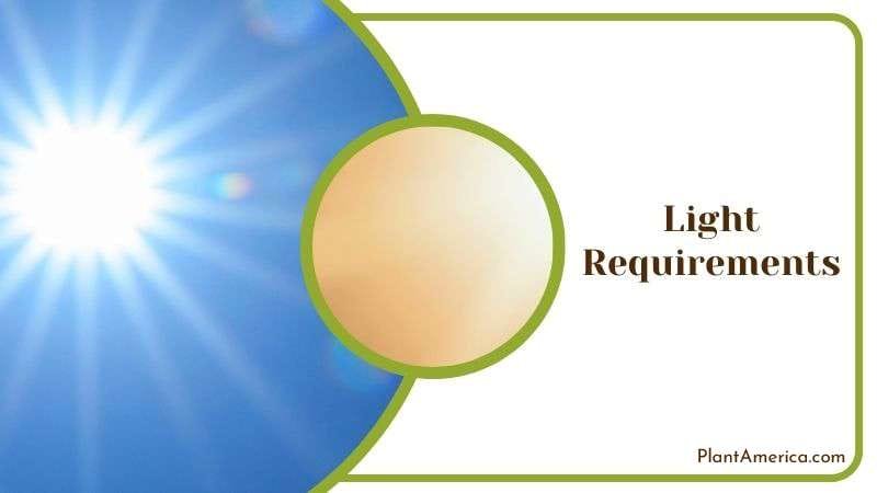 Ideal Light for Philodendrons Scandens Plant America