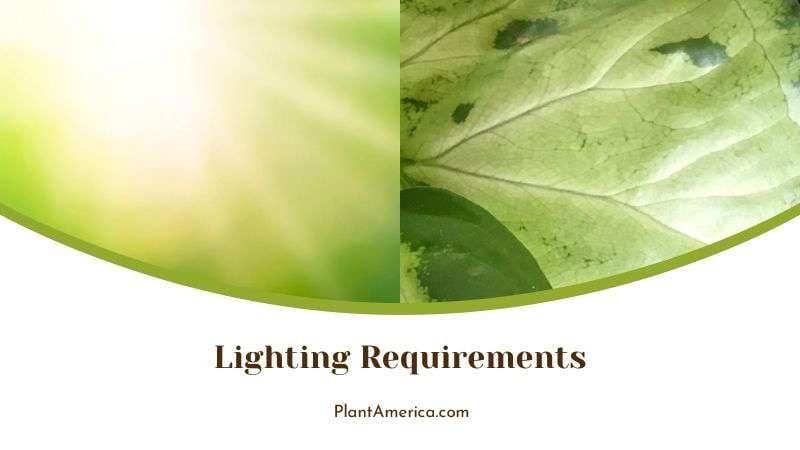 Ideal Lighting Conditions for Philodendron Silver Stripe Plant America