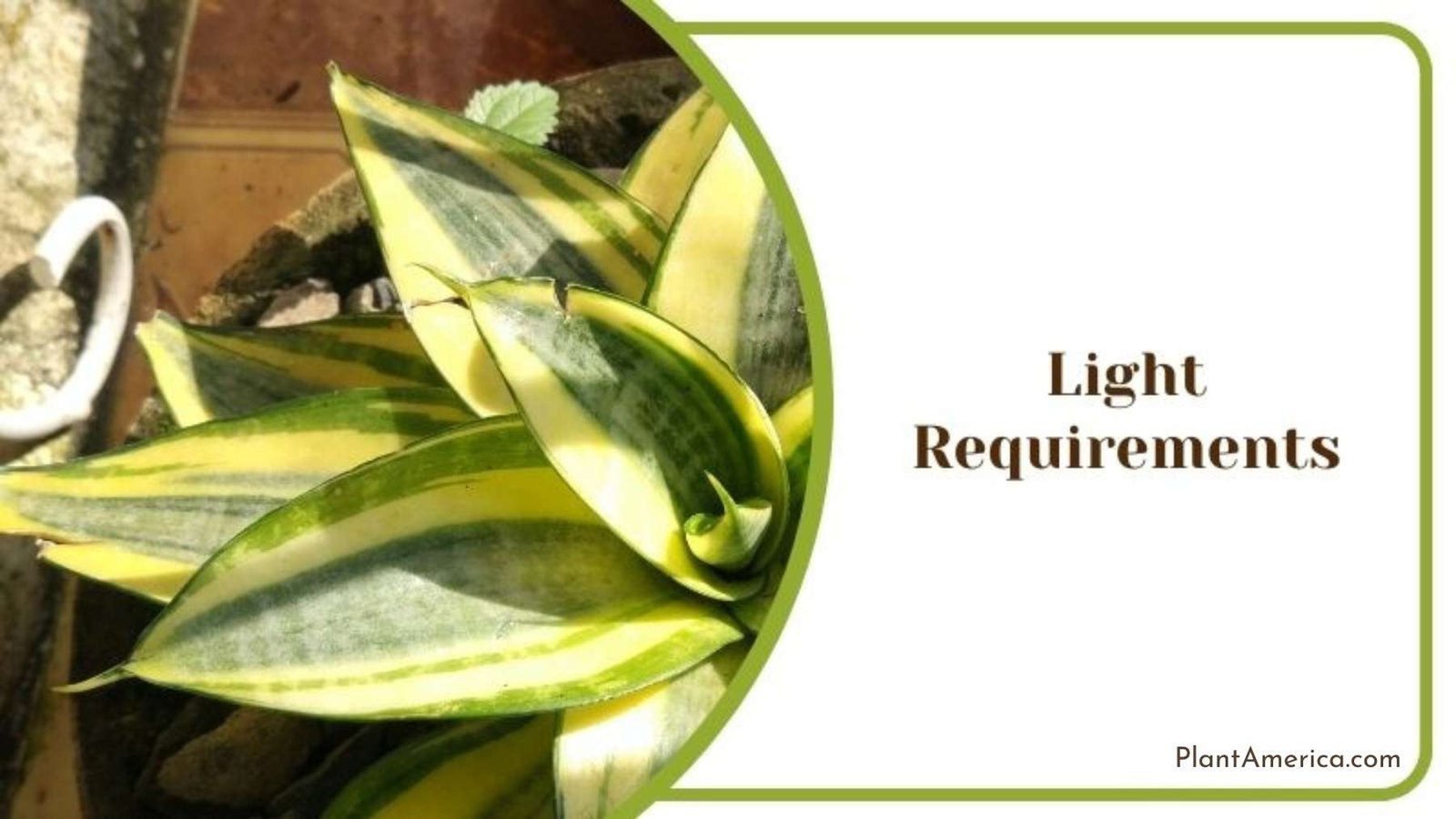 Ideal Lighting for Dracaena Trifasciata Plant America Ideal Lighting for Dracaena Trifasciata Plant America