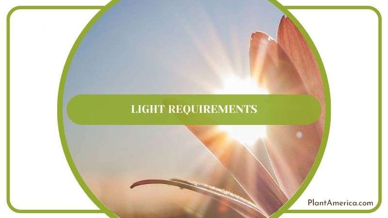 Ideal Lighting for Fishbone Plant Plant America