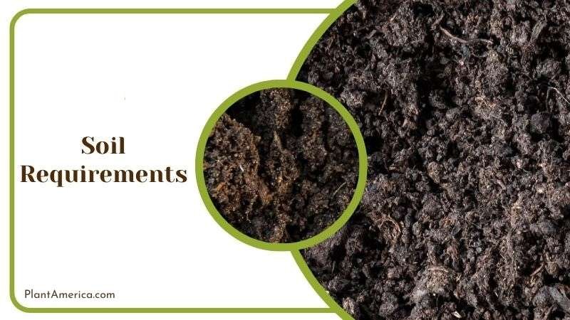 Ideal Soil Guide for Philodendron Subhastatum Plant America