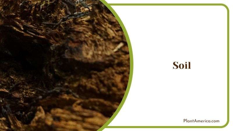 Ideal Soil Mix Recommendation for Fasciata Plant America