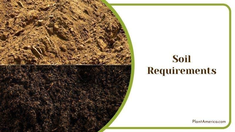 Ideal Soil Mix for Burgundy Plant America