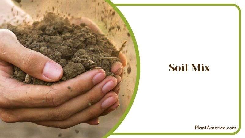 Ideal Soil Mix for Philodendron Goeldii Plant America