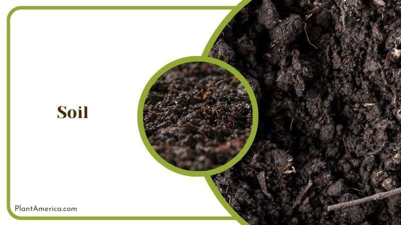 Ideal Soil Mix for Tillandsia Plant America Ideal Soil Mix for Tillandsia Plant America