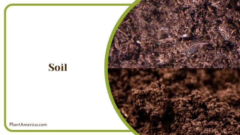 Ideal Soil Mix to Grow Huernia Plant America