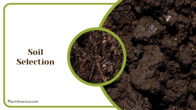 Ideal Soil Selection for Whale Fin Sansevieria PlantAmerica