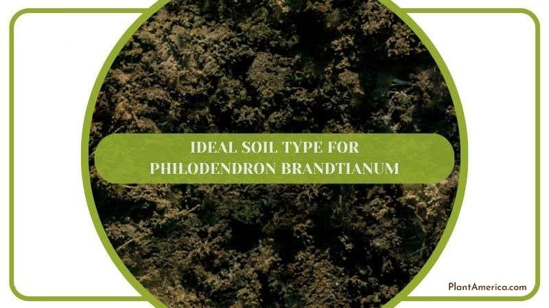 Ideal Soil Type for Philodendron Brandtianum Plant America
