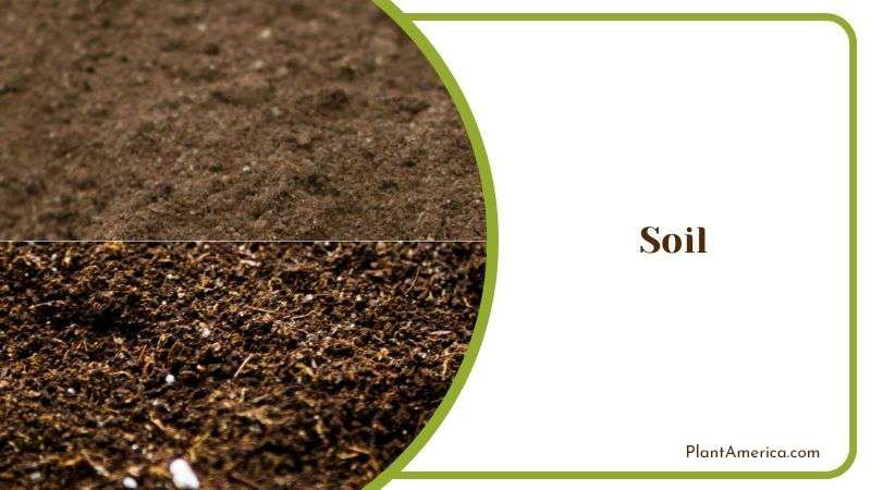 Ideal Soil for Aristata Plant Plant America