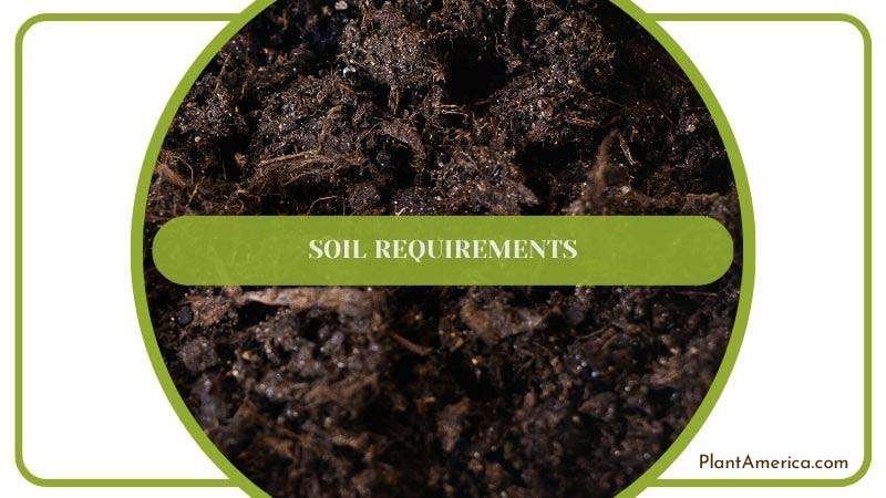 Muhamed Body Universal Image 1 Soil Requirements
