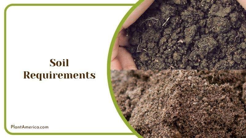 Ideal Soil for Rhaphidophora Plant PlantAmerica