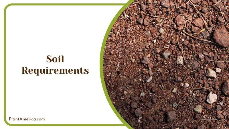 Ideal Soil for Sedum Nussbaumerianum Plant America Ideal Soil for Sedum Nussbaumerianum Plant America