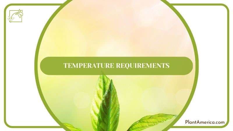 Ideal Temperature for Anthurium Plant ~ PlantAmerica