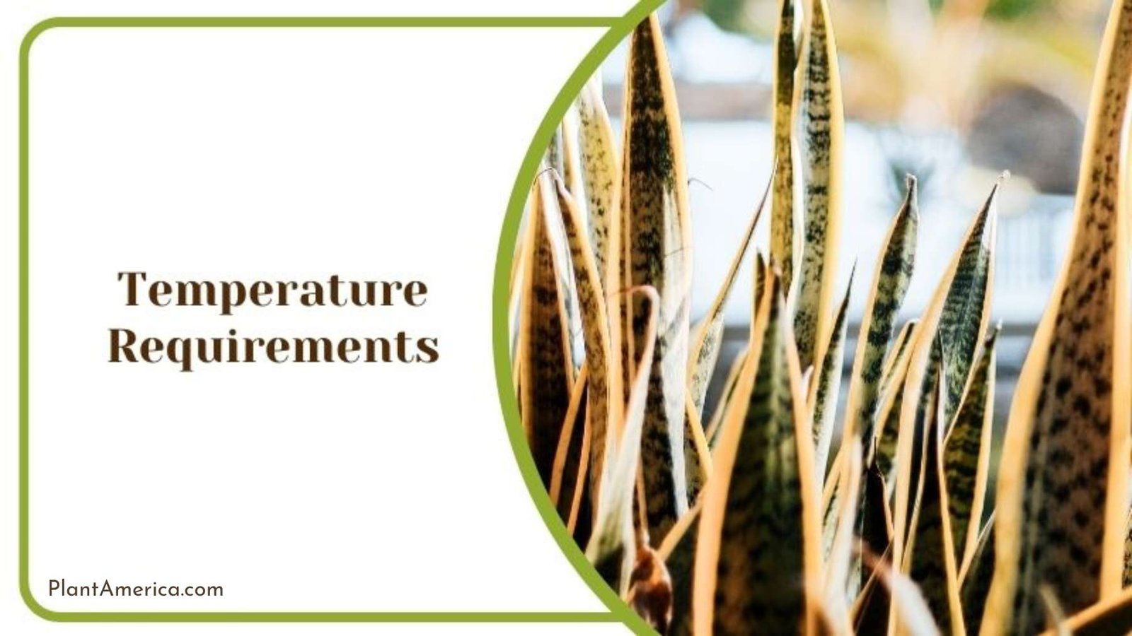 Ideal Temperature for Dracaena Trifasciata Plant America Ideal Temperature for Dracaena Trifasciata Plant America