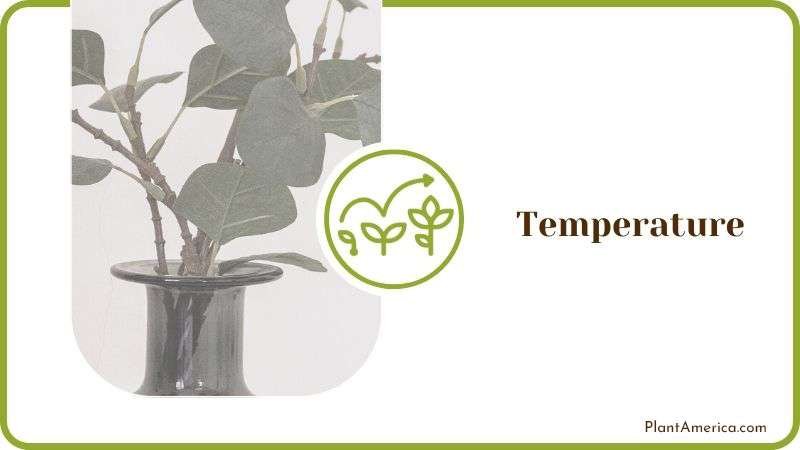 Ideal Temperature for Eucalyptus PlantAmerica