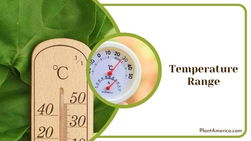 Ideal Temperature for Philodendron Bipinnatifidum Plant America 1
