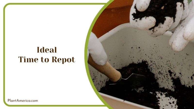 Ideal Time to Repot String of Bananas Plant America