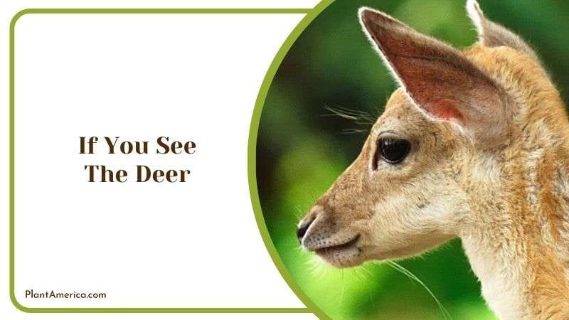If You See the Deer Plant America If You See the Deer Plant America