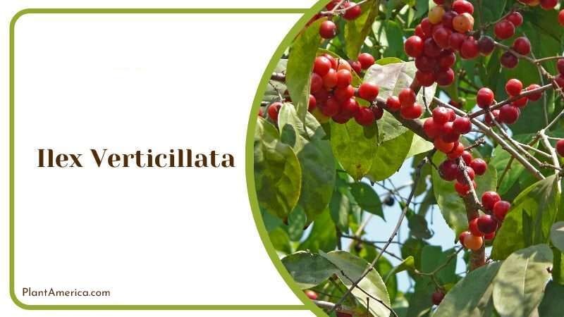 Ilex Verticillata PlantAmerica