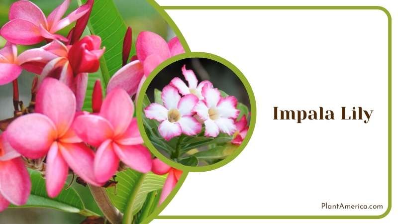 Impala Lily Safety Precautions Plant America